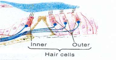 Outer Hair Cells - Understanding the Ear and Outer Hair Cell Loss